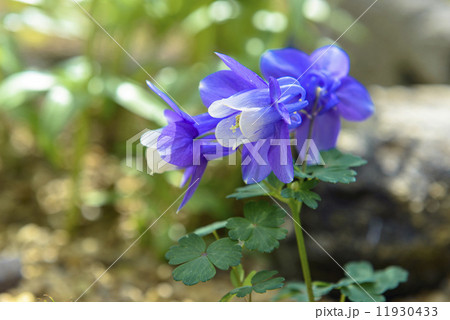 オダマキの花 オダマキの花 11930433