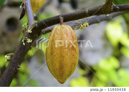 カカオの実と花 11930438