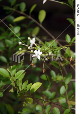 イボタクサギの花 イボタクサギの花 11930520