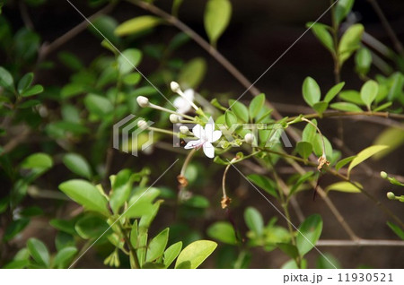 イボタクサギの花 イボタクサギの花 11930521