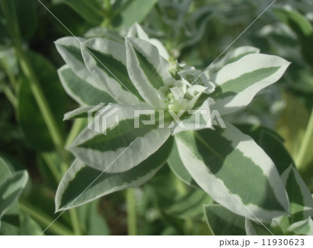真夏に咲く初雪のように白い花ハツユキソウ 真夏に咲く初雪のように白い花ハツユキソウ 11930623