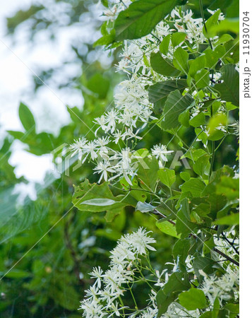 センニンソウ（クレマチス） 11930704