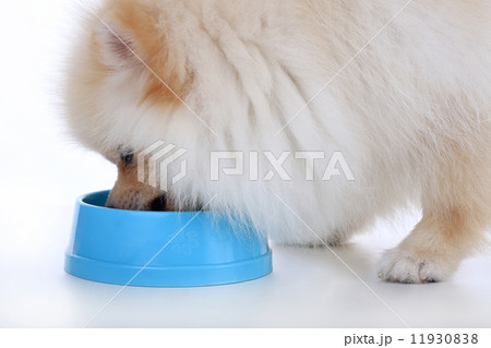 White pomeranian puppy dog eating food isolated on white backgro 11930838