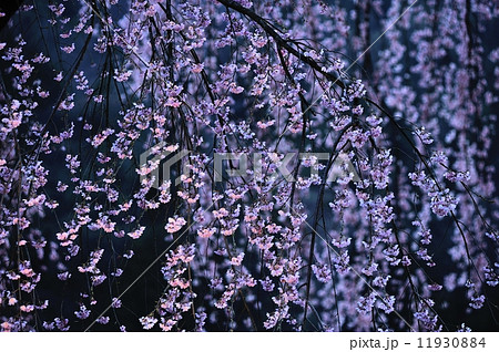 妖艶な夜桜 妖艶な夜桜 11930884