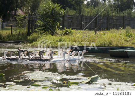 Geese on the river 11931185