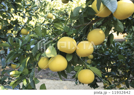 土佐文旦 11932642