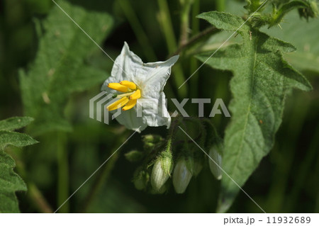 自然 植物 ワルナスビ、花はそれなりにきれいですが棘があり有毒で繁殖力が強い厄介な外来種です 自然 植物 ワルナスビ、花はそれなりにきれいですが棘があり有毒で繁殖力が強い厄介な外来種です 11932689