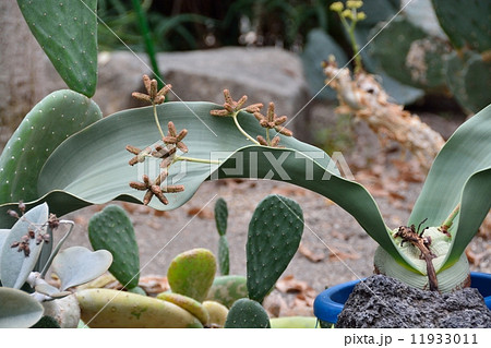 世界三大珍植物 奇想天外 の写真素材