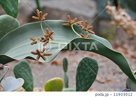 世界三大珍植物(奇想天外) 世界三大珍植物(奇想天外) 11933012