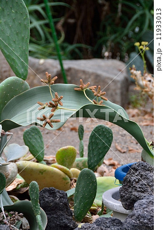 世界三大珍植物 奇想天外 の写真素材