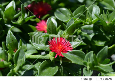 太陽の下のハナヅルソウ 11933020