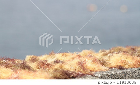 テングサ 11933038