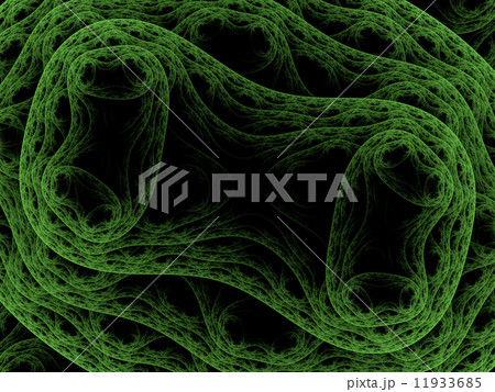 Symmetrical growth of bacteria 11933685