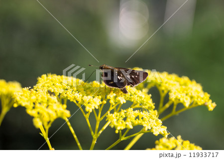 Patrinia scabiosifolia&Parnara guttata 11933717