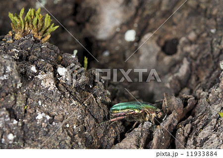 green beatle 11933884