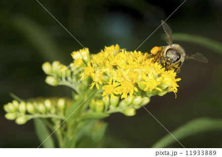 Bee while sucking pollen 11933889