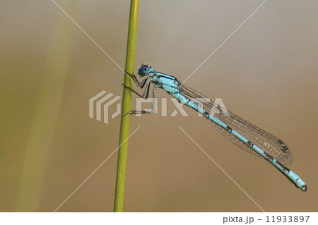 A blue dragonfly on brown background 11933897