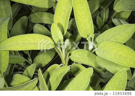 sagebrush plant sagebrush plant 11933898