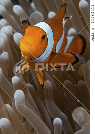 Clown fish while looking at you from anemone Clown fish while looking at you from anemone 11933915