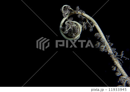 crinoid underwater while diving 11933945