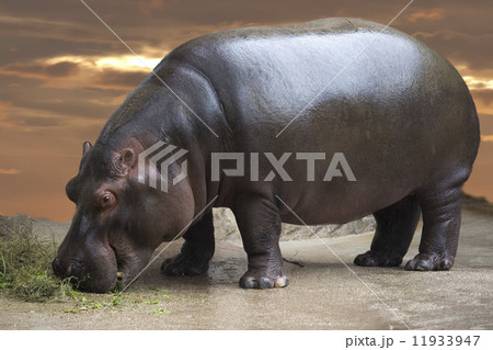 hyppopotamus portrait 11933947