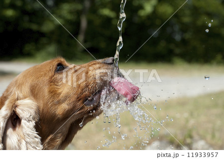 English cocker spaniel dog 11933957