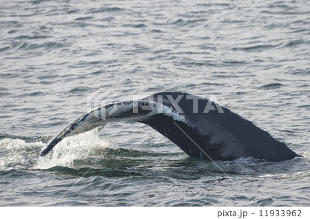 Humpback whale tail 11933962