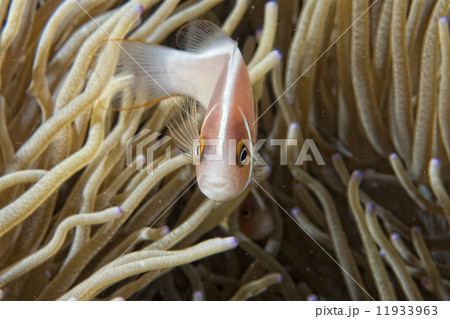 Clown fish while looking at you from anemone 11933963