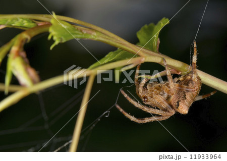 Spider hanging from its web 11933964