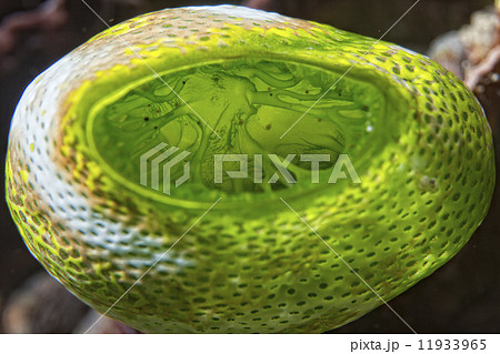 Green Ascidian hard coral detail 11933965