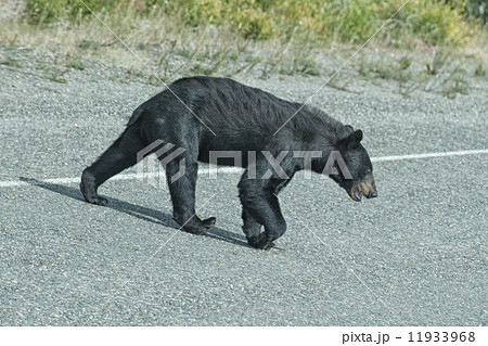 A black bear crossing the road 11933968