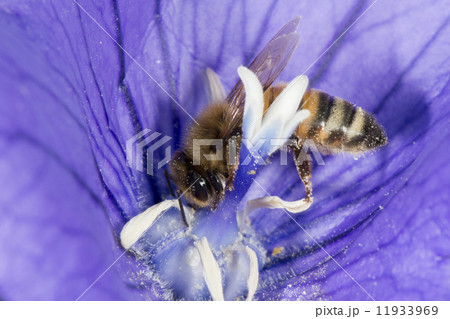 bee collecting pollen inside a flower 11933969