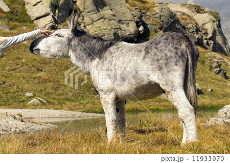 Hand touching a Donkey close up portrait 11933970