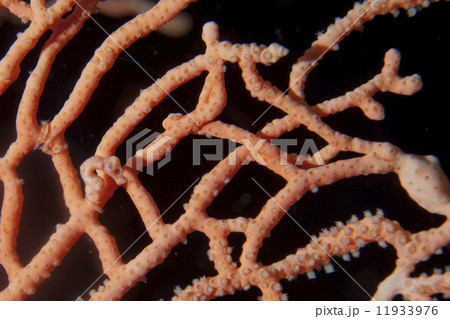 The smallest seahorse in the world in Raja Ampat Papua, Indonesia The smallest seahorse in the world in Raja Ampat Papua, Indonesia 11933976