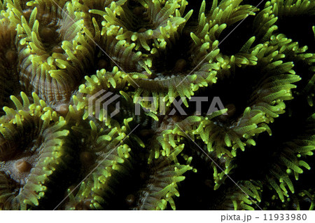 Hard coral macro detail from Raja Ampat, Papua Indonesia Hard coral macro detail from Raja Ampat, Papua Indonesia 11933980