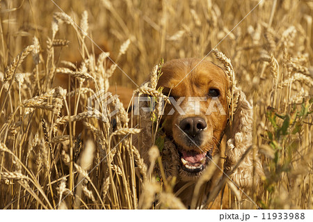 Isolated cocker spaniel looking at you in wheat background Isolated cocker spaniel looking at you in wheat background 11933988