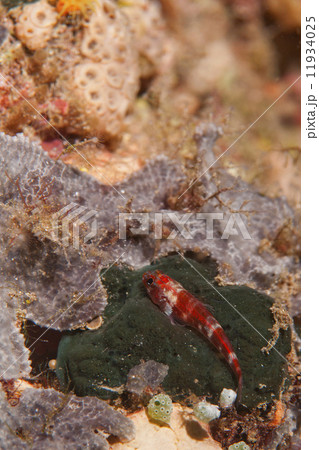 A small red fish relaxing on a green sponge in Raja Ampat Papua, Indonesia A small red fish relaxing on a green sponge in Raja Ampat Papua, Indonesia 11934025