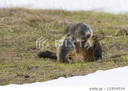 Two Marmot while playing Two Marmot while playing 11934034
