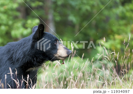 An isolated black bear in the green background in Alaska An isolated black bear in the green background in Alaska 11934097