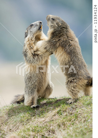 Two Marmot while playing 11934124