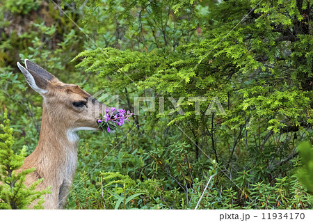 An isolated black tail deer while eating firebloom in Alaska in the forest green background 11934170