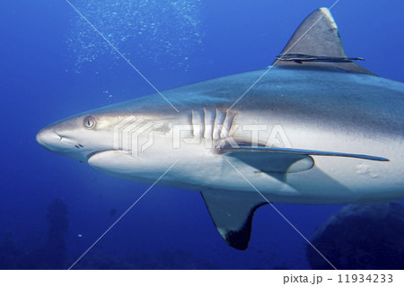 A grey shark jaws ready to attack underwater close up portrait A grey shark jaws ready to attack underwater close up portrait 11934233