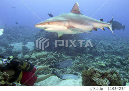 Grey white shark ready to attack a diver 11934234