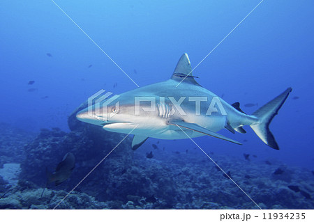 grey white shark jaws ready to attack underwater close up portrait grey white shark jaws ready to attack underwater close up portrait 11934235