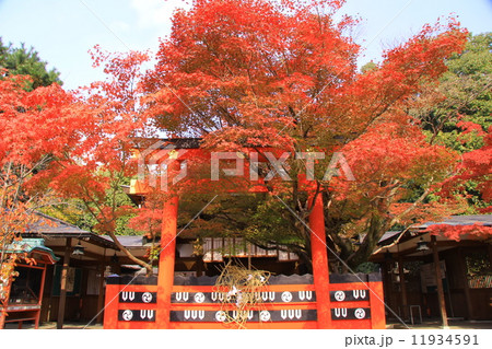 車折神社（京都）境内の紅葉 11934591