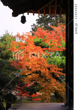 鹿王院（京都）庭園の紅葉 11934597