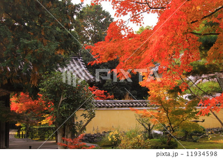 鹿王院（京都）庭園の紅葉 11934598