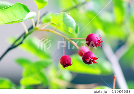 ジューンベリー 11934683