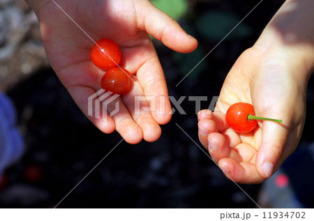 チェリー 11934702