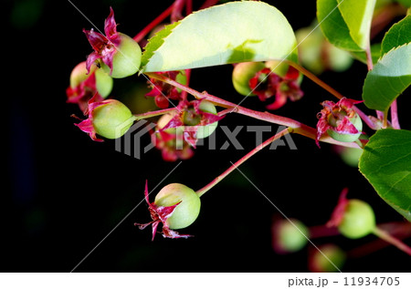 ジューンベリー 11934705